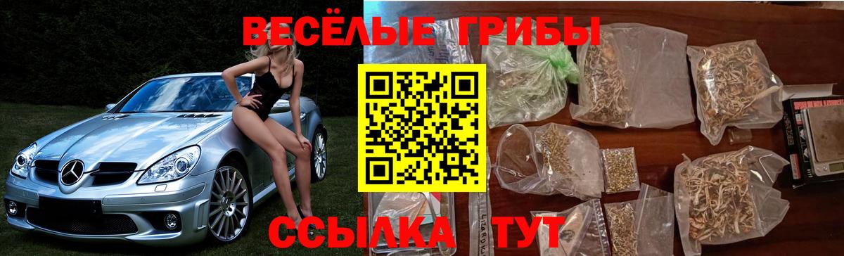 Галлюциногенные грибы Psilocybe Похвистнево